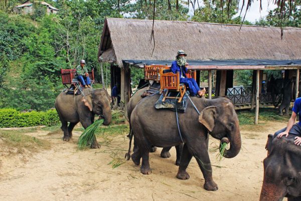 Full Day Elephant Safari in Luang Prabang